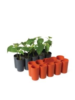 Sili-Seedlings® Seedling Tray, 10-Cell -Plant Sale Shop 8611886 5192 tif