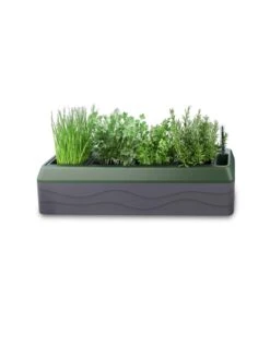 Provence Self-Watering Herb Planter 11 Provence Self-Watering Herb Planter -Plant Sale Shop 8611965 03V tif
