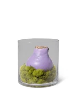 Easy Care Spring Waxed Amaryllis In Vase -Plant Sale Shop 8612756 4937