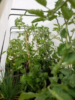 Cotton All Purpose Garden Cover -Plant Sale Shop 8612815 0039 tif