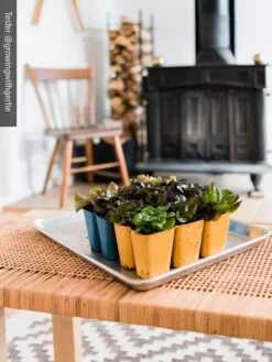 Gardener's Best® XL 6-Cell Planting Tray, Set Of 4 9 Gardener's Best® XL 6-Cell Planting Tray, Set Of 4 -Plant Sale Shop 8613031 01IN cdt