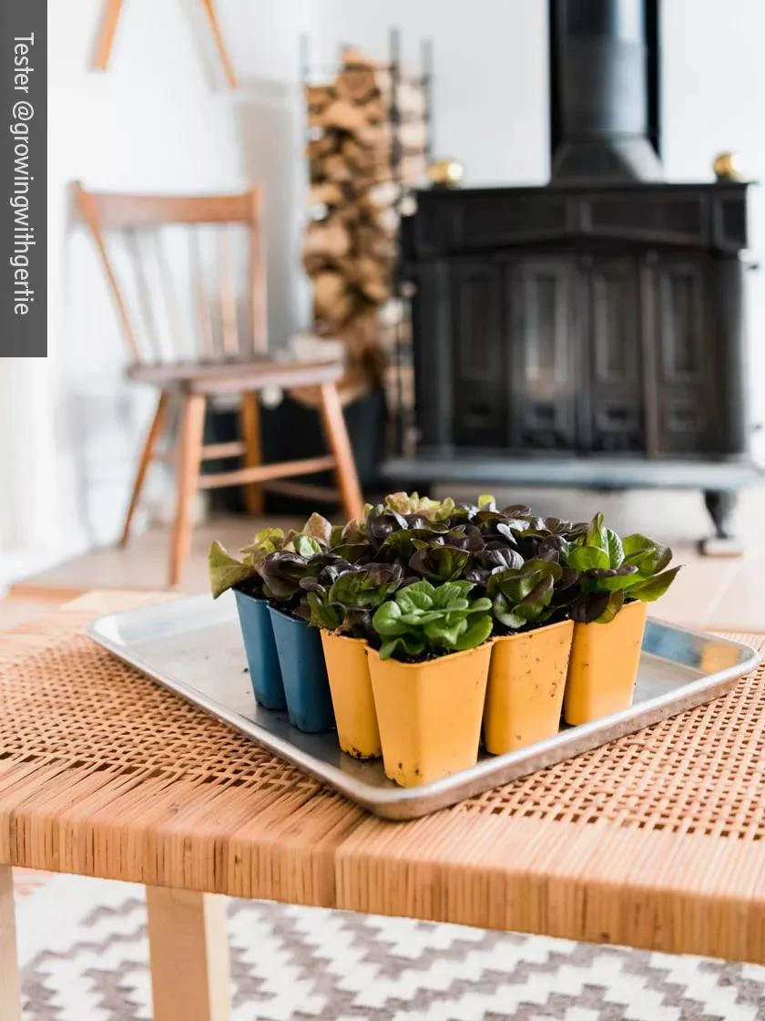 Gardener's Best® XL 6-Cell Planting Tray, Set Of 4 5 Gardener's Best® XL 6-Cell Planting Tray, Set Of 4 - Image 5