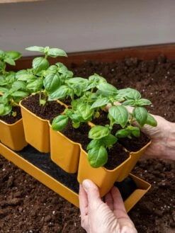 Gardener's Best® XL 6-Cell Planting Tray, Set Of 4 8 Gardener's Best® XL 6-Cell Planting Tray, Set Of 4 -Plant Sale Shop 8613031 6300