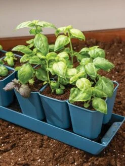 Gardener's Best® XL 6-Cell Planting Tray, Set Of 4 7 Gardener's Best® XL 6-Cell Planting Tray, Set Of 4 -Plant Sale Shop 8613031 6302