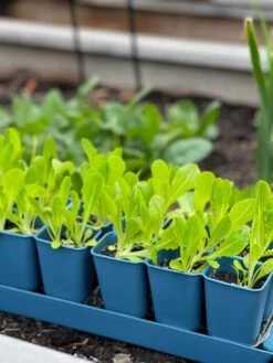 Gardener's Best® XL Seed Starting Kit -Plant Sale Shop 8613066 01TEST