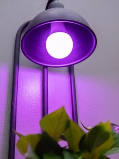 Kira Grow Light Hanging Planter -Plant Sale Shop 8613232 5663