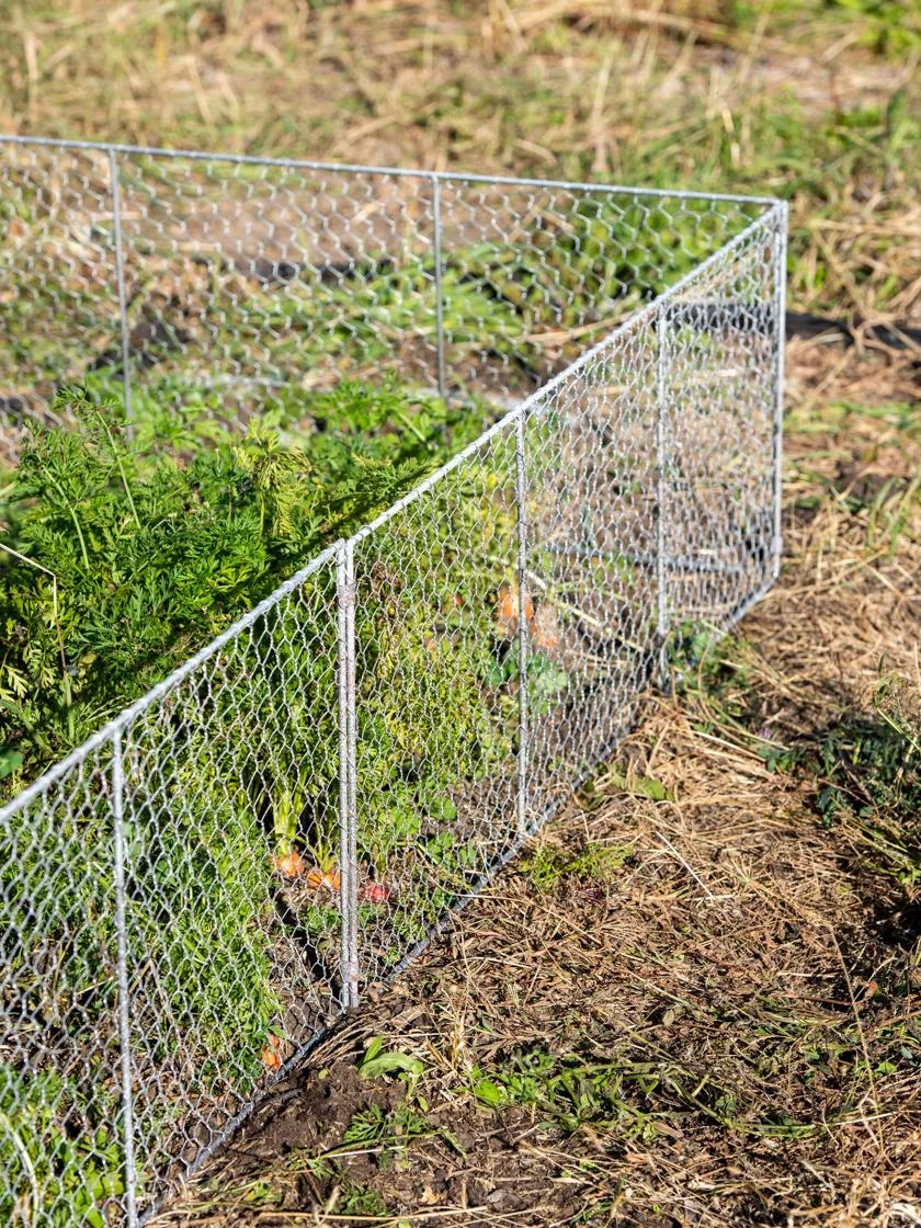 Chicken Wire Critter Fence, 16" High 1 Chicken Wire Critter Fence, 16" High