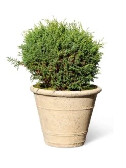 Self-Watering LavaStone® Anson Pot -Plant Sale Shop 8613255 0150
