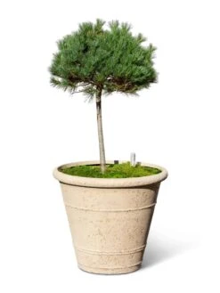 Self-Watering LavaStone® Anson Pot -Plant Sale Shop 8613256 0138