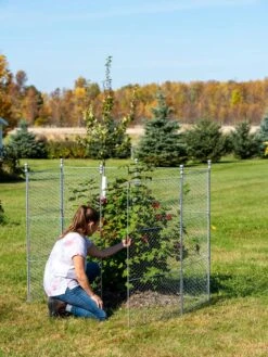 Tall Chicken Wire Critter Fence With Gate 16 Tall Chicken Wire Critter Fence With Gate -Plant Sale Shop 8613260 0044