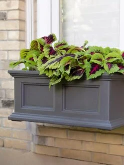 Fairfield Self-Watering Window Box, 2’ -Plant Sale Shop 8613268 08V tif