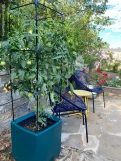 Oasis Self-Watering Tomato Planter With Trellis 16 Oasis Self-Watering Tomato Planter With Trellis -Plant Sale Shop 8613440 01IN