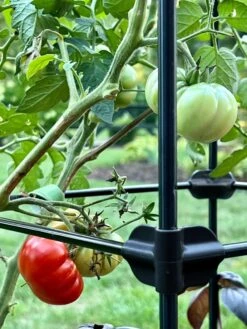 Oasis Self-Watering Tomato Planter With Trellis 15 Oasis Self-Watering Tomato Planter With Trellis -Plant Sale Shop 8613440 01TEST