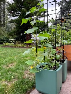 Oasis Self-Watering Tomato Planter With Trellis 17 Oasis Self-Watering Tomato Planter With Trellis -Plant Sale Shop 8613440 02TEST