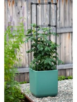 Oasis Self-Watering Tomato Planter With Trellis 14 Oasis Self-Watering Tomato Planter With Trellis -Plant Sale Shop 8613440 0373 3 4