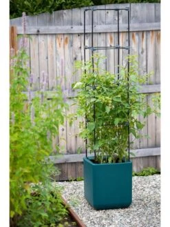 Oasis Self-Watering Tomato Planter With Trellis 13 Oasis Self-Watering Tomato Planter With Trellis -Plant Sale Shop 8613440 0376 3 4 1
