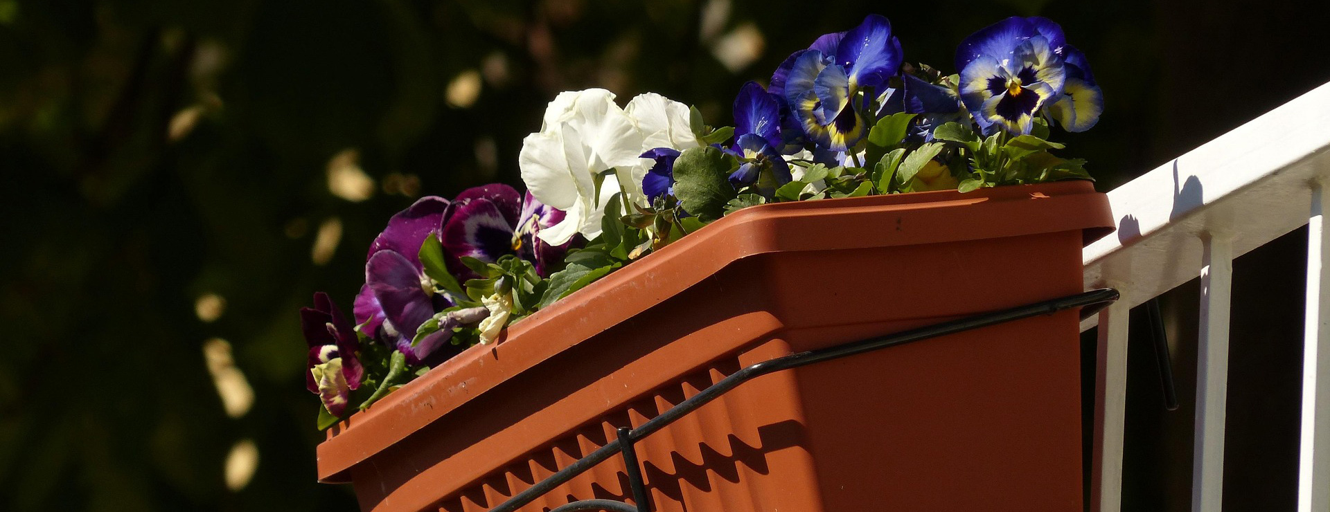 Plant Sale Shop 3 Plant Sale Shop -Plant Sale Shop balcony plants 357702 1920