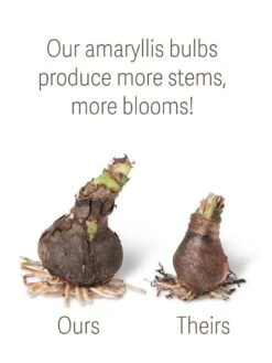 New Products -Plant Sale Shop bulbs ourstheirs 27516 tif