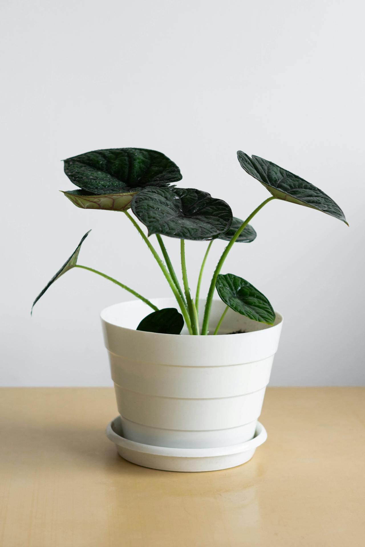 Plant Sale Shop 5 Plant Sale Shop -Plant Sale Shop pexels jardindeneko 34634750