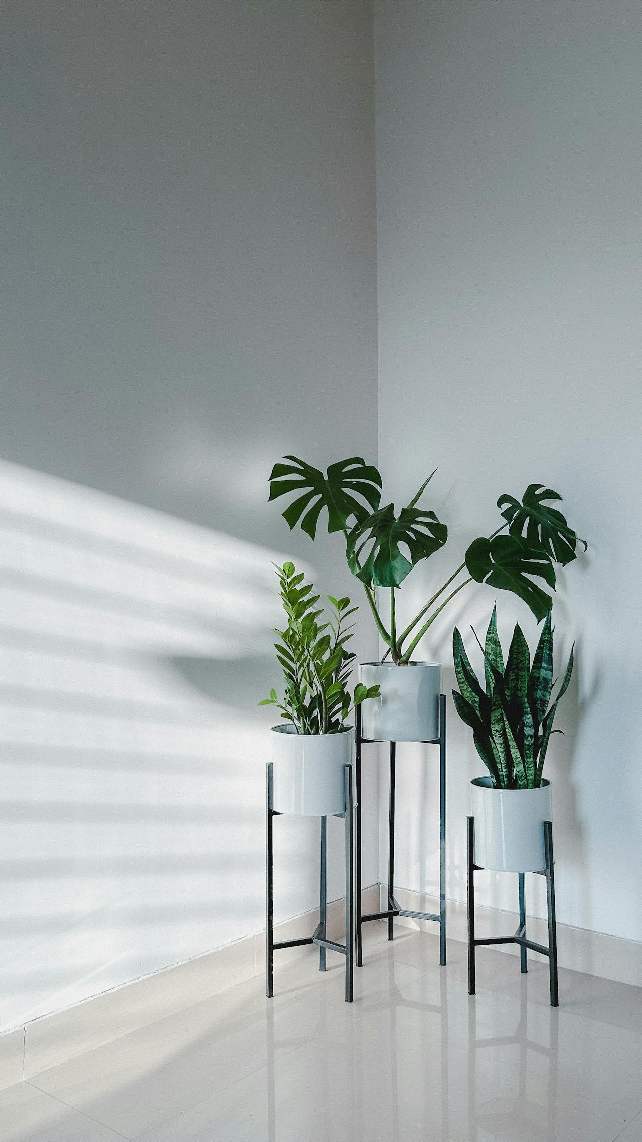 Plant Sale Shop 6 Plant Sale Shop -Plant Sale Shop pexels nachiket save 516420439 16271442