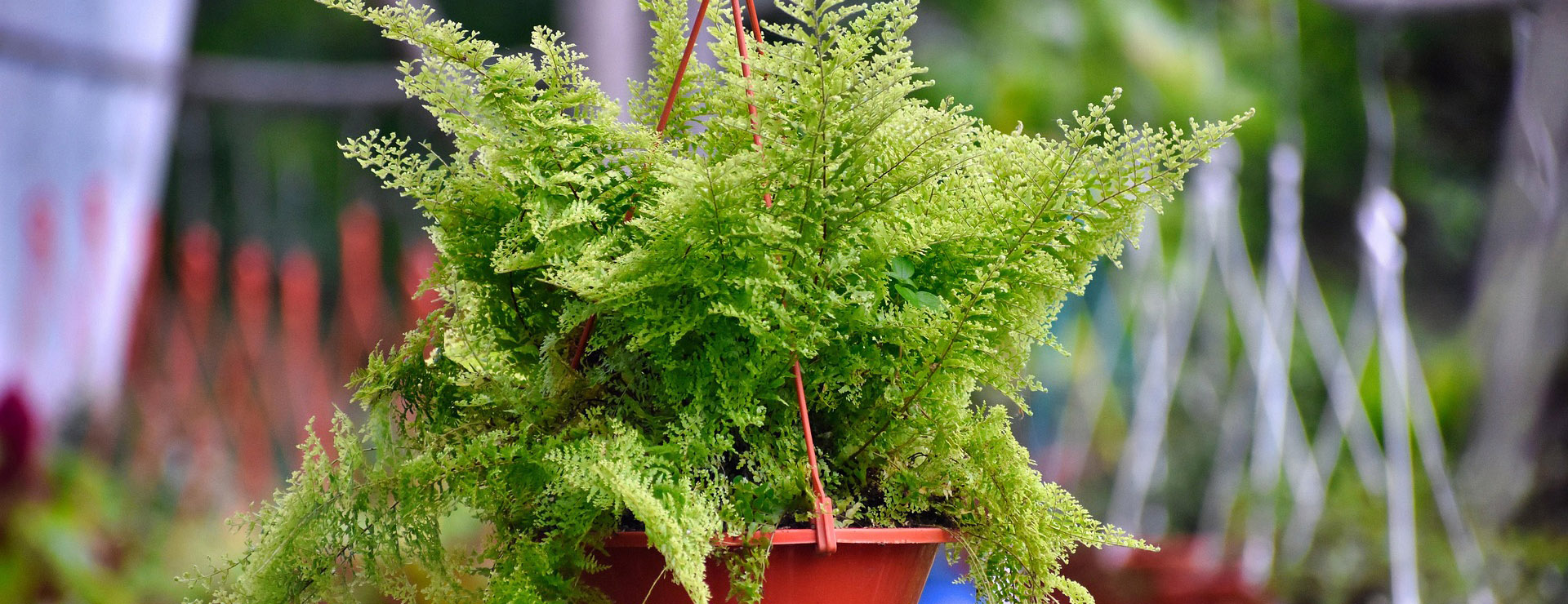 Plant Sale Shop 1 Plant Sale Shop -Plant Sale Shop sword fern 6365766 1920